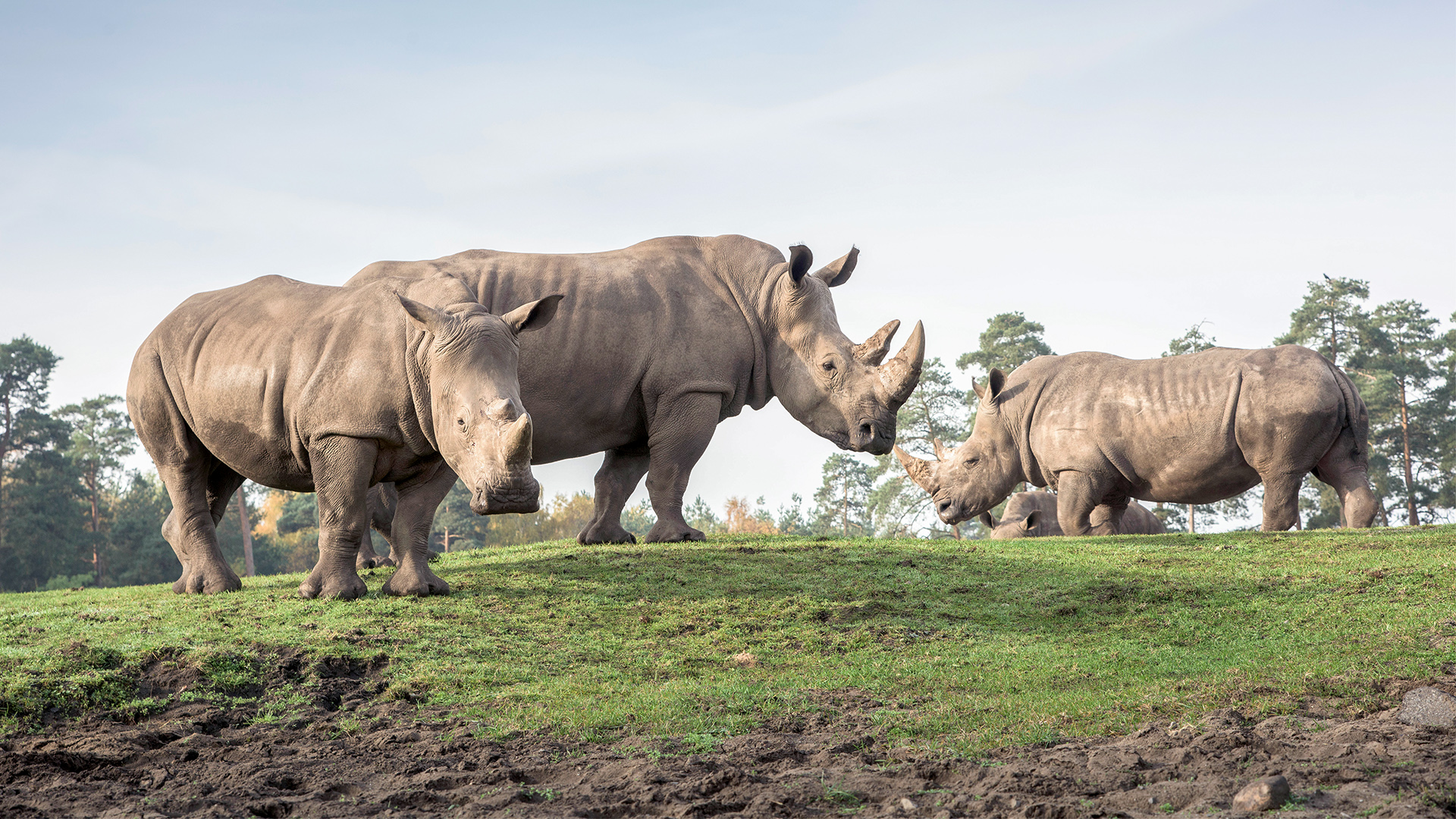 2 Tag(e) Außergewöhnlich Übernachten im Serengeti-Park inkl. Bus-Safari für 2 (1 Nacht) inkl. Frühstück Unkategorisiert online kaufen 2 Tag(e) Außergewöhnlich Übernachten im Serengeti-Park inkl. Bus-Safari für 2 (1 Nacht) inkl. Frühstück Unkategorisiert online kaufen