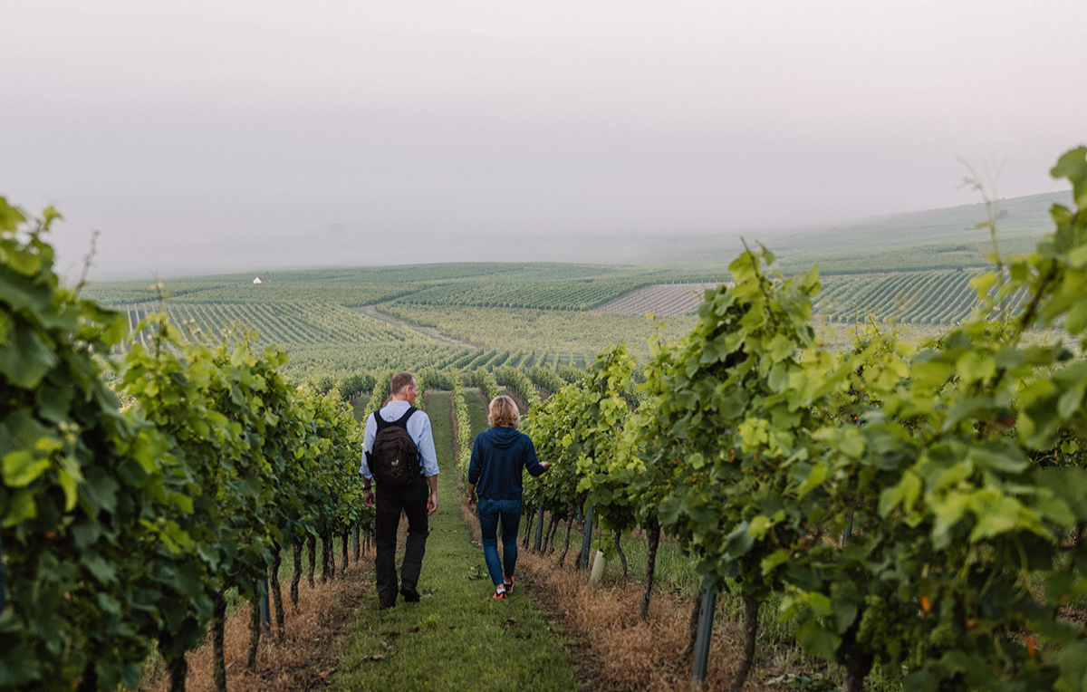2 Tag(e) Genusswandern in Rheinhessen Mommenheim für 2 (1 Nacht) inkl. Frühstück Unkategorisiert online kaufen
