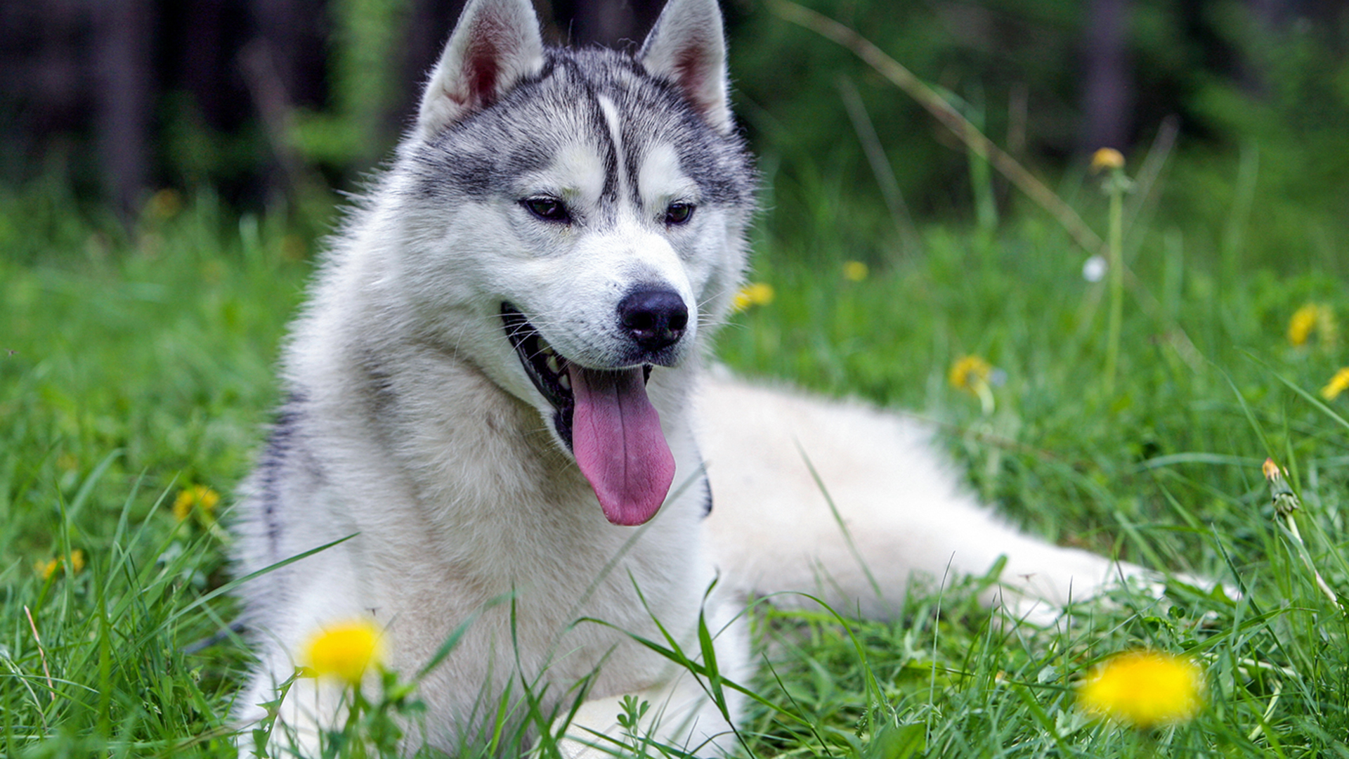 2 Tag(e) Husky Sommercamp mit Outdoor-Übernachtung Raum Ulm für 2 inkl. Frühstück Unkategorisiert online kaufen