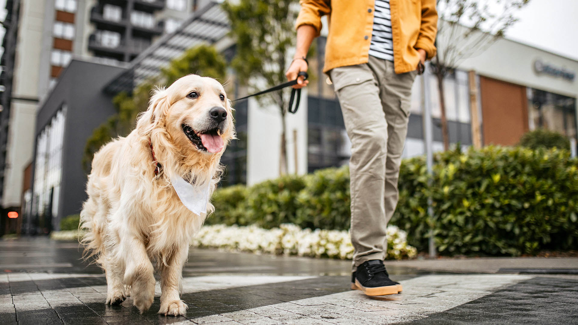2 Tag(e) Städtetrip mit Hund Düsseldorf für 2 (1 Nacht) inkl. Frühstück Unkategorisiert online kaufen