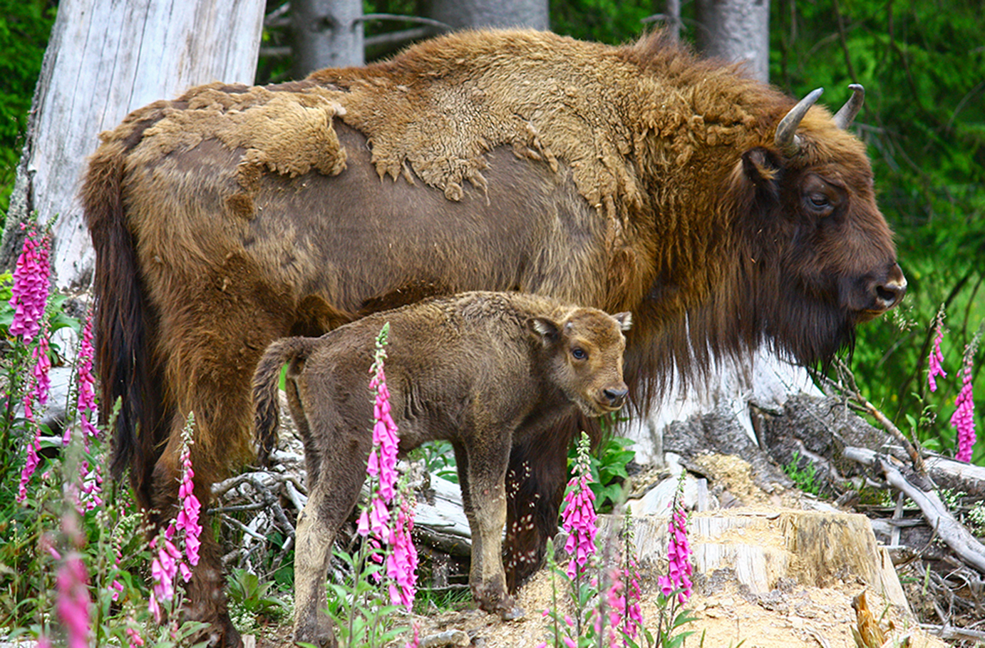 3 Tag(e) Kurzurlaub mit Wisent-Park Besuch im Sauerland für 2 inkl. Halbpension Unkategorisiert online kaufen