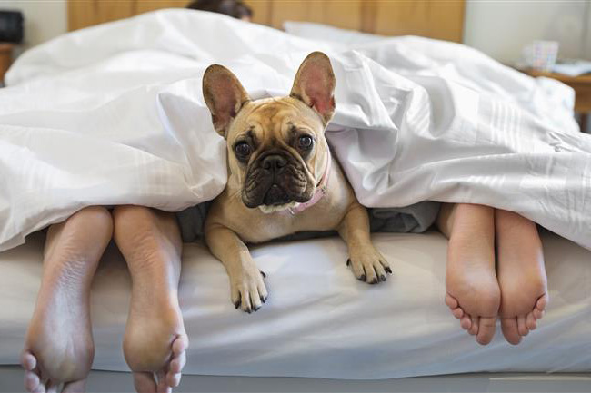 3 Tag(e) Urlaub mit Hund im Schloss für 2 (2 Nächte) inkl. Halbpension Unkategorisiert online kaufen 3 Tag(e) Urlaub mit Hund im Schloss für 2 (2 Nächte) inkl. Halbpension Unkategorisiert online kaufen