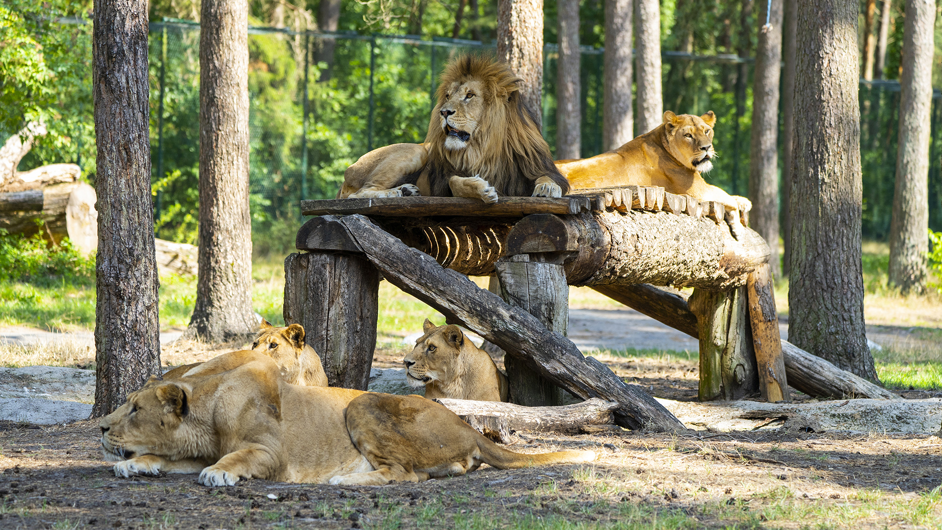 Außergewöhnlich Übernachten im Serengeti Park für 2 (1 Nacht) in Hodenhagen Unkategorisiert online kaufen