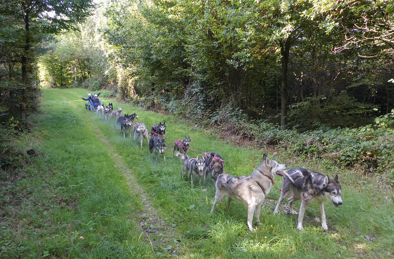 Husky Schlittenhundefahrt Ermenswil Unkategorisiert online kaufen