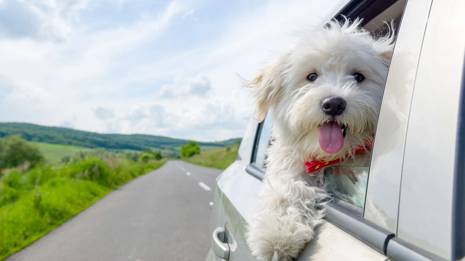 Kurzurlaub mit Hund für 2 in Nach Buchung beim Erlebnispartner Unkategorisiert online kaufen Kurzurlaub mit Hund für 2 in Nach Buchung beim Erlebnispartner Unkategorisiert online kaufen