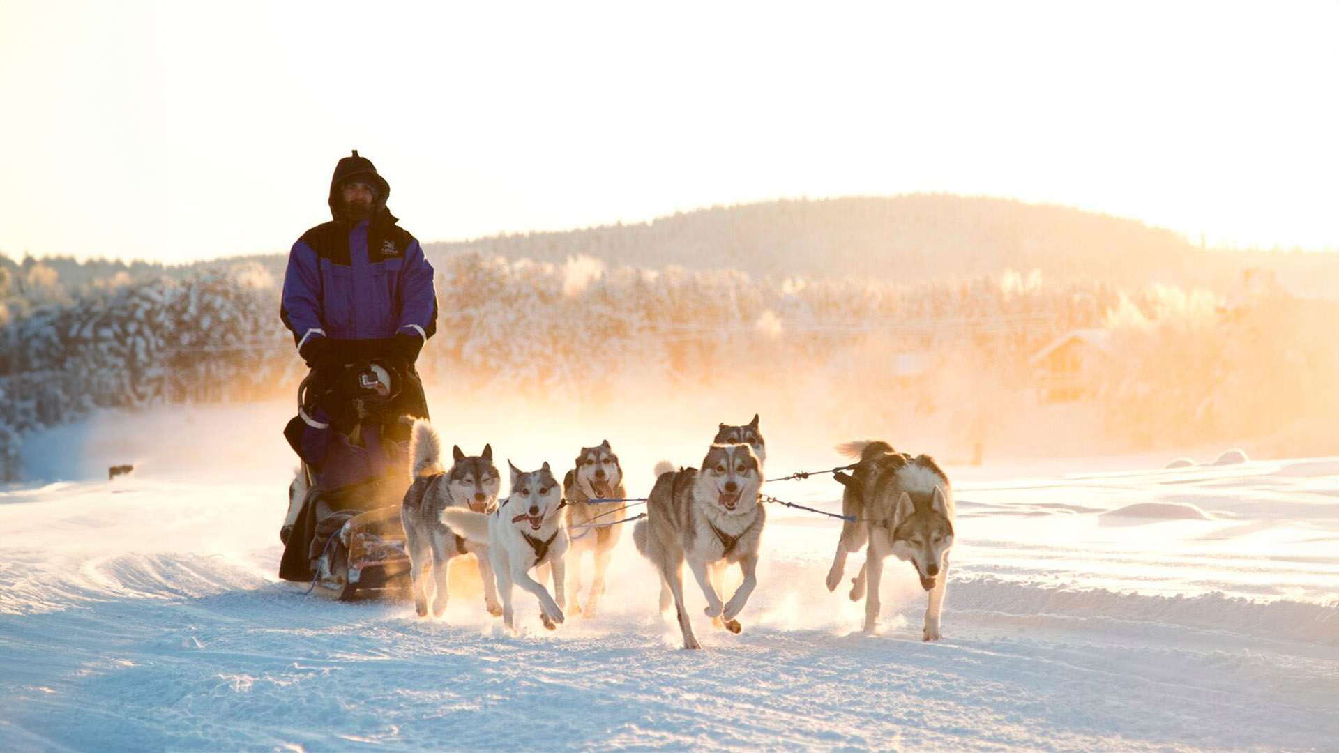 Lappland-Kurzurlaub mit Husky & Rentierschlittenfahrt für 2 inkl. Halbpension Unkategorisiert online kaufen Lappland-Kurzurlaub mit Husky & Rentierschlittenfahrt für 2 inkl. Halbpension Unkategorisiert online kaufen
