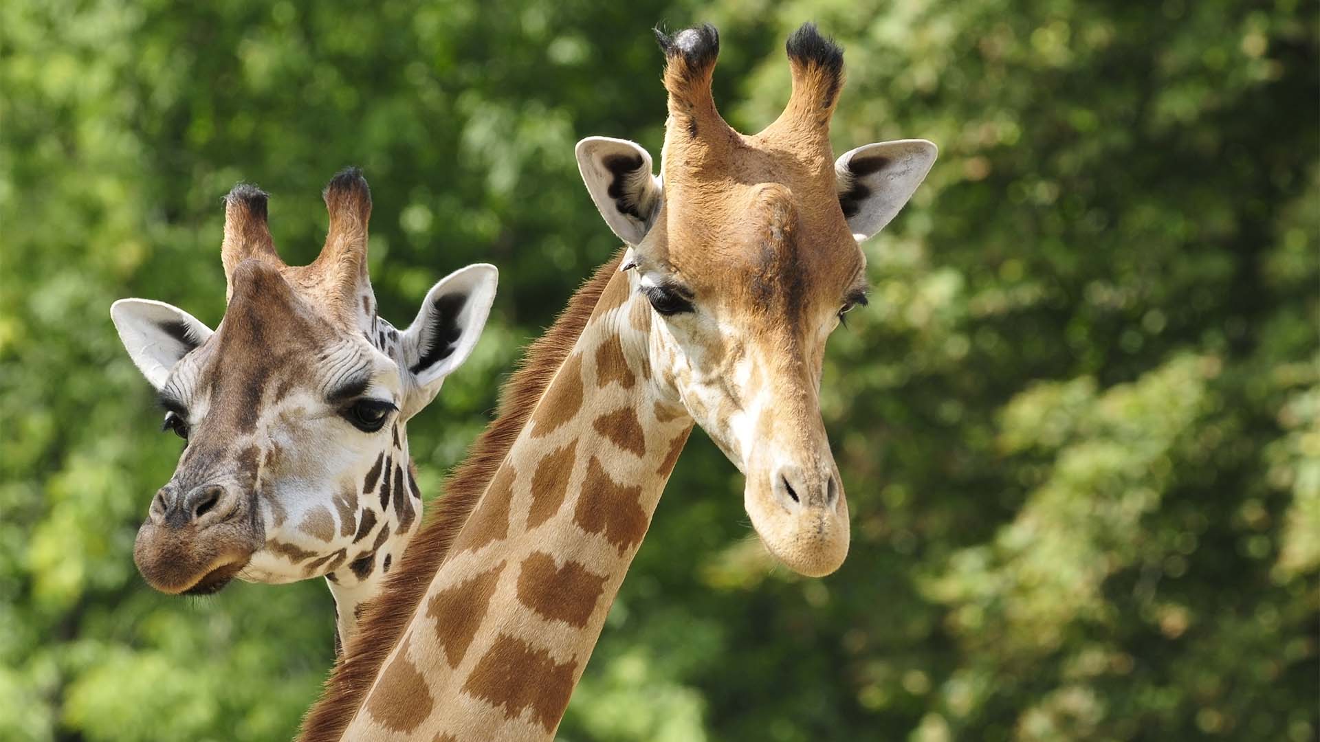 Städtetrip Frankfurt mit Zoobesuch für 2 (1 Nacht) in Frankfurt am Main inkl. Frühstück Unkategorisiert online kaufen