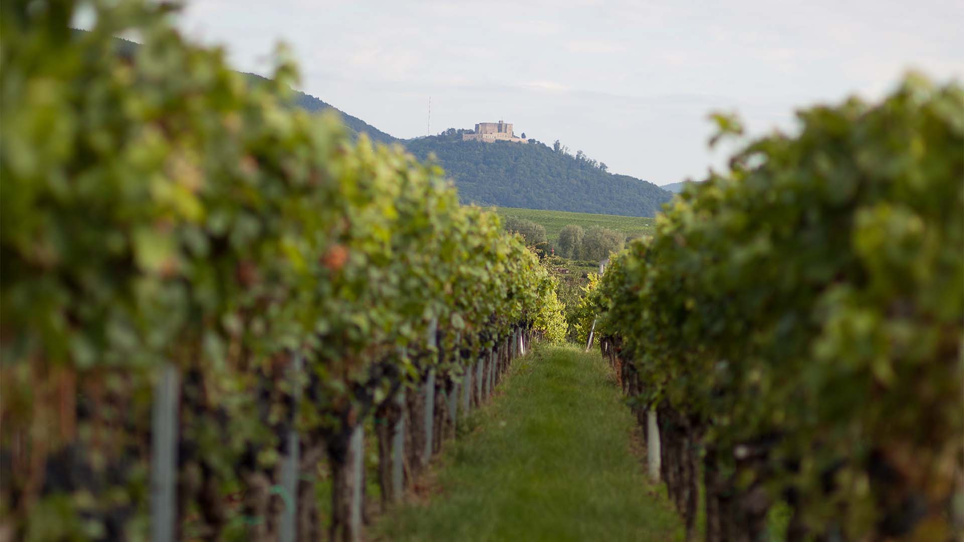 Wanderurlaub mit Weingut-Übernachtung in Rheinland-Pfalz für 2 (2 Nächte) in Rhodt unter Rietburg Unkategorisiert online kaufen Wanderurlaub mit Weingut-Übernachtung in Rheinland-Pfalz für 2 (2 Nächte) in Rhodt unter Rietburg Unkategorisiert online kaufen
