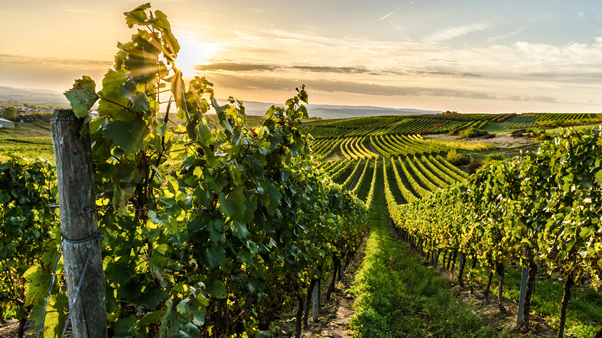 Weinreise Nebra für 2 (2 Nächte) in Nebra (Unstrut) inkl. Halbpension Unkategorisiert online kaufen