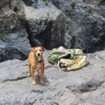 Campen mit dem Hund - was man alles mit dabei haben sollte