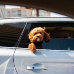 Vereisen mit dem Hund: Entspannt und gut vorbereitet auf Reisen gehen