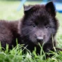 Aktiv im Outdoorbereich: Mit Hund und Co auf Tour